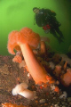 Image of Plumose anemone with diver in background. D70 with 10.5mm lens and 2 strobes. 